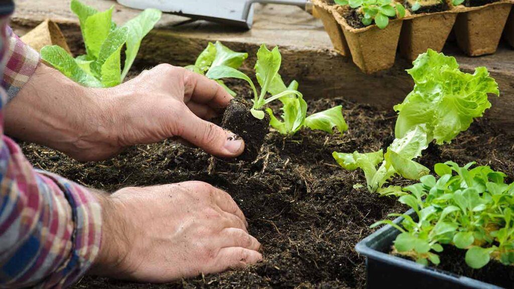 Best Time to Plant a Vegetable Garden in Your Region